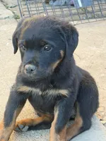 Sheba, a female Rottweiler for sale in Vallejo, CA – Photo 1 of 3