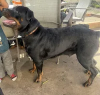 Sheba, a female Rottweiler for sale in Vallejo, CA – Photo 3 of 3