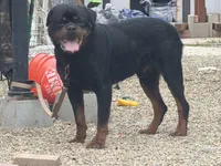 Mia, a female Rottweiler for sale in Vallejo, CA – Photo 2 of 3