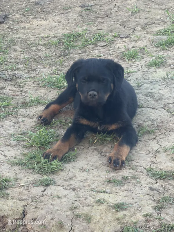 Mia – Rottweiler puppy for sale in Vallejo, CA