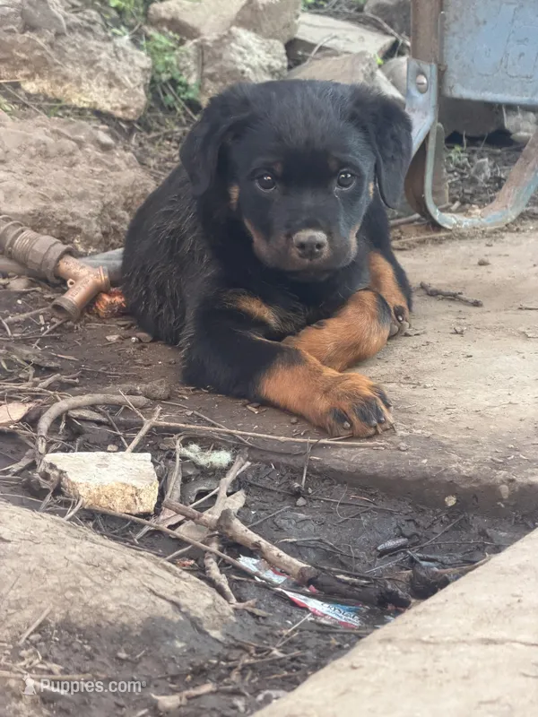 Spice – Rottweiler puppy for sale in Vallejo, CA