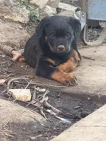 Spice, a female Rottweiler for sale in Vallejo, CA – Photo 1 of 3