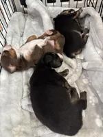 Female red tri , a male Toy Australian Shepherd for sale in Victoria, TX – Photo 3 of 3