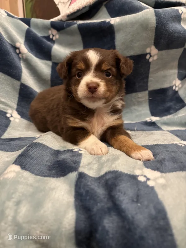 Female red tri  – Toy Australian Shepherd puppy for sale in Victoria, TX