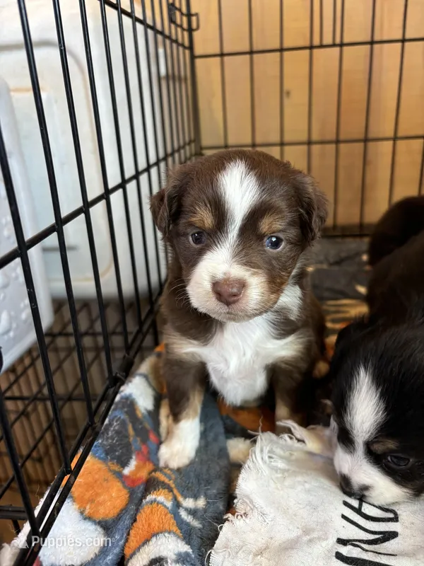 Female red tri  – Toy Australian Shepherd puppy for sale in Victoria, TX