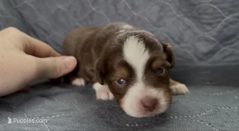 Female red tri  – Toy Australian Shepherd puppy for sale in Victoria, TX