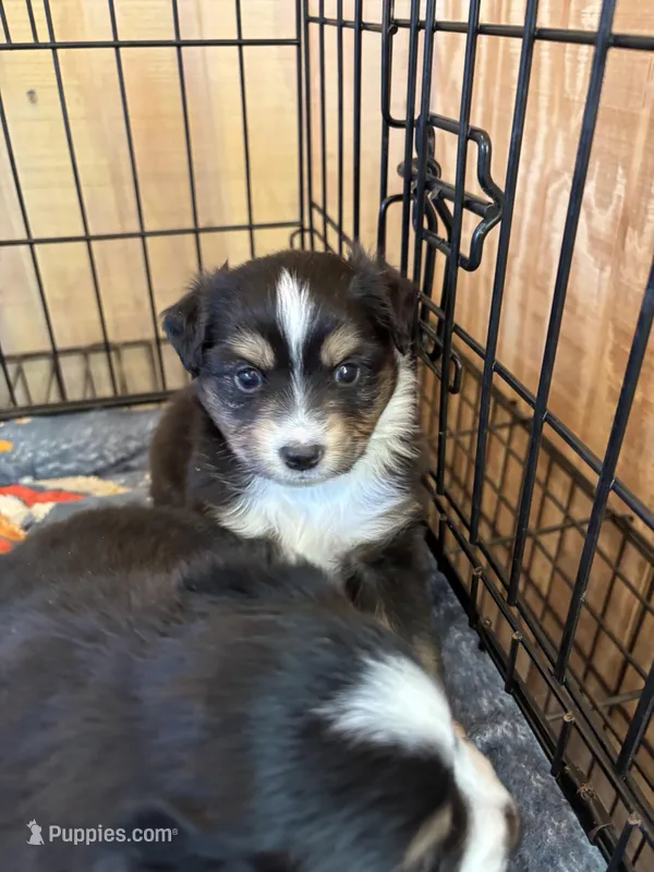 Black male white collar  – Toy Australian Shepherd puppy for sale in Victoria, TX