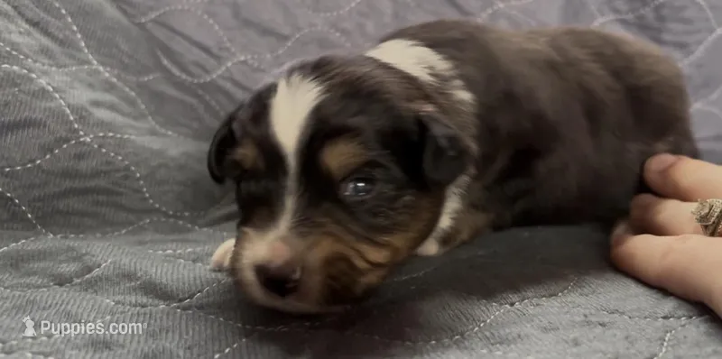 Black male white collar  – Toy Australian Shepherd puppy for sale in Victoria, TX