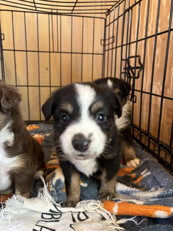 Black tri no white collar  – Toy Australian Shepherd puppy for sale in Victoria, TX