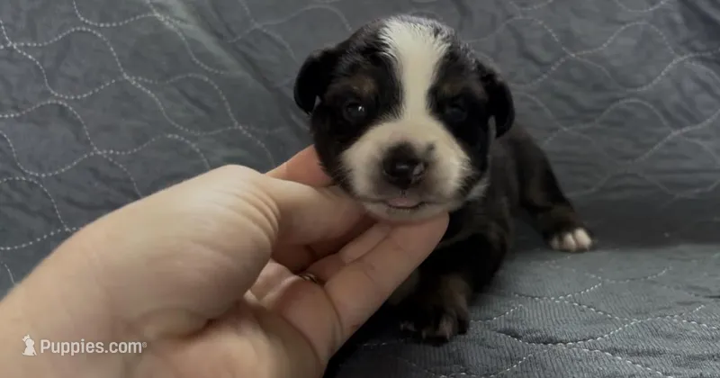 Black tri no white collar  – Toy Australian Shepherd puppy for sale in Victoria, TX