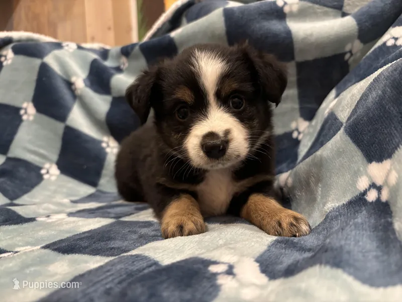 Black tri no white collar  – Toy Australian Shepherd puppy for sale in Victoria, TX