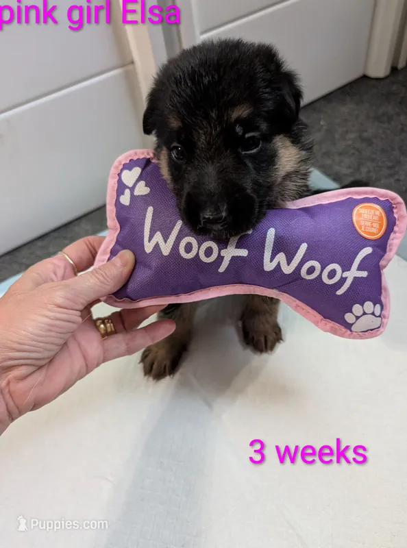 Elsa – German Shepherd Dog puppy for sale in Spring Hill, FL