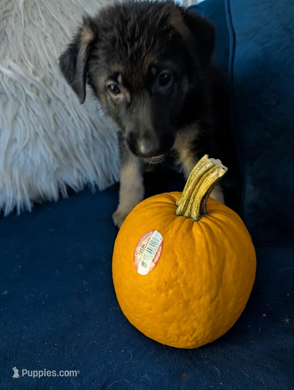Ariel-Raeya – German Shepherd Dog puppy on hold in Spring Hill, FL