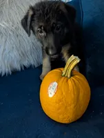 Ariel-Raeya, a female German Shepherd Dog for sale in Spring Hill, FL – 1 of 10