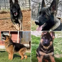 Sasha-Nala, a female German Shepherd Dog for sale in Spring Hill, FL – 10 of 10