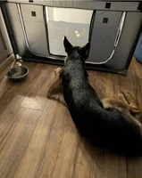 Sasha-Nala, a female German Shepherd Dog for sale in Spring Hill, FL – 6 of 10