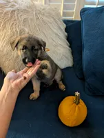 Sable, a female German Shepherd Dog for sale in Spring Hill, FL – 2 of 10