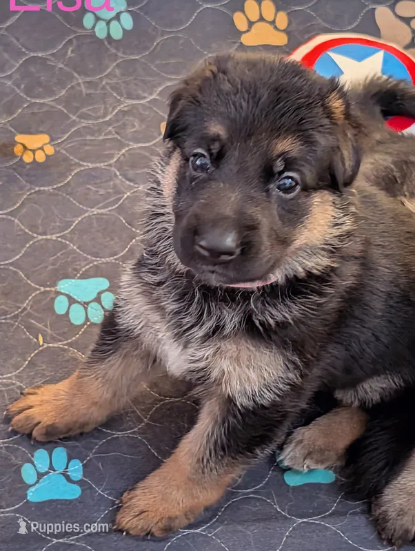 Elsa – German Shepherd Dog puppy for sale in Spring Hill, FL