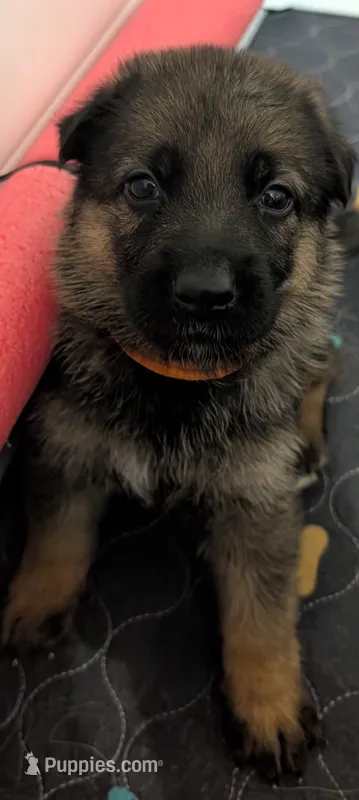 Sable – German Shepherd Dog puppy for sale in Spring Hill, FL