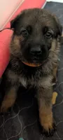 Sable, a female German Shepherd Dog for sale in Spring Hill, FL – 4 of 10