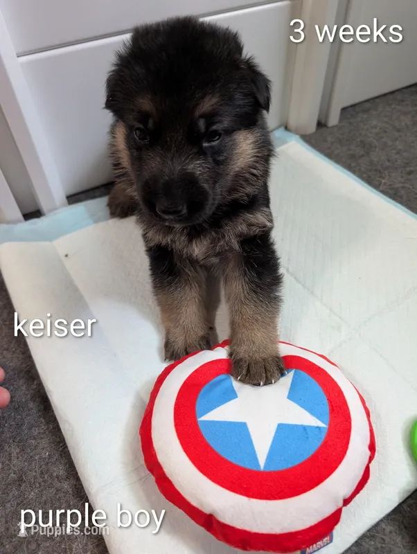 Keiser – German Shepherd Dog puppy for sale in Spring Hill, FL