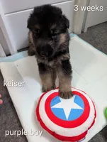 Keiser, a male German Shepherd Dog for sale in Spring Hill, FL – 1 of 2