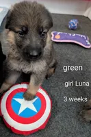 Luna, a female German Shepherd Dog for sale in Spring Hill, FL – 2 of 2