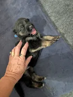 Ariel, a female German Shepherd Dog for sale in Spring Hill, FL – 2 of 2