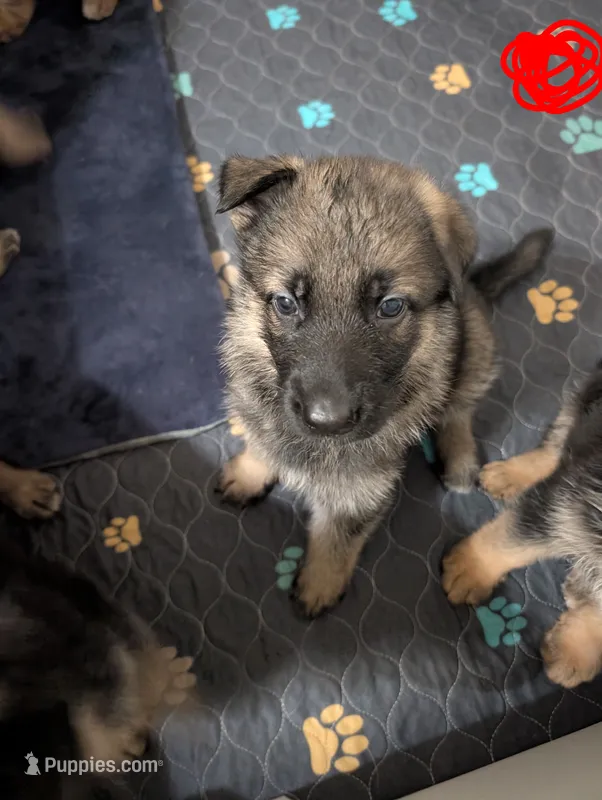 Bruno – German Shepherd Dog puppy for sale in Spring Hill, FL