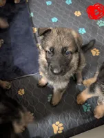 Bruno, a male German Shepherd Dog for sale in Spring Hill, FL – 3 of 9