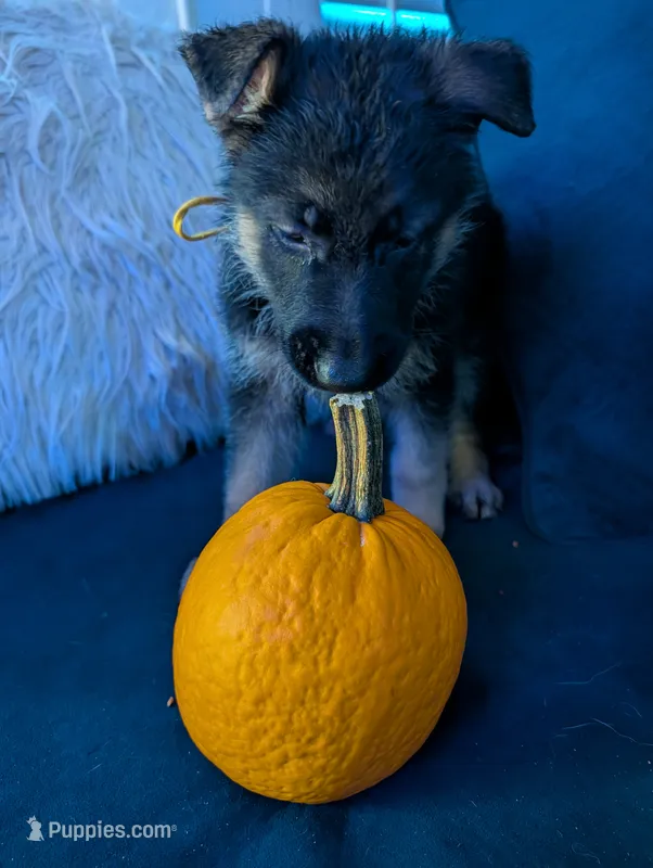 Major – German Shepherd Dog puppy for sale in Spring Hill, FL