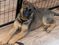 Sable, a female German Shepherd Dog for sale in Spring Hill, FL – 1 of 10