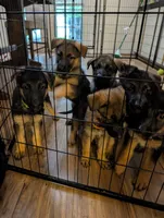 Bruno, a male German Shepherd Dog for sale in Spring Hill, FL – 8 of 9
