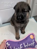 Sable, a female German Shepherd Dog for sale in Spring Hill, FL – 1 of 2