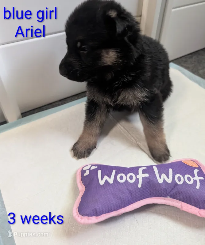 Ariel – German Shepherd Dog puppy for sale in Spring Hill, FL