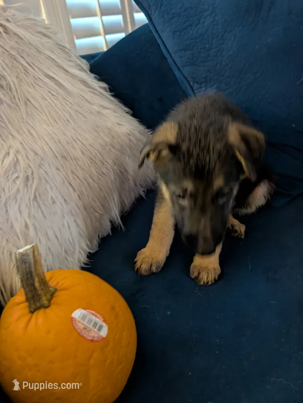 Sasha – German Shepherd Dog puppy for sale in Spring Hill, FL