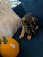 Sasha-Nala, a female German Shepherd Dog for sale in Spring Hill, FL – 1 of 10