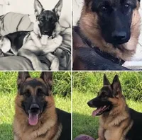 Sable, a female German Shepherd Dog for sale in Spring Hill, FL – 5 of 10