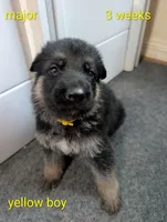 Major, a male German Shepherd Dog for sale in Spring Hill, FL – 2 of 5