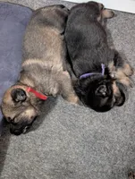 Bruno, a male German Shepherd Dog for sale in Spring Hill, FL – 3 of 4