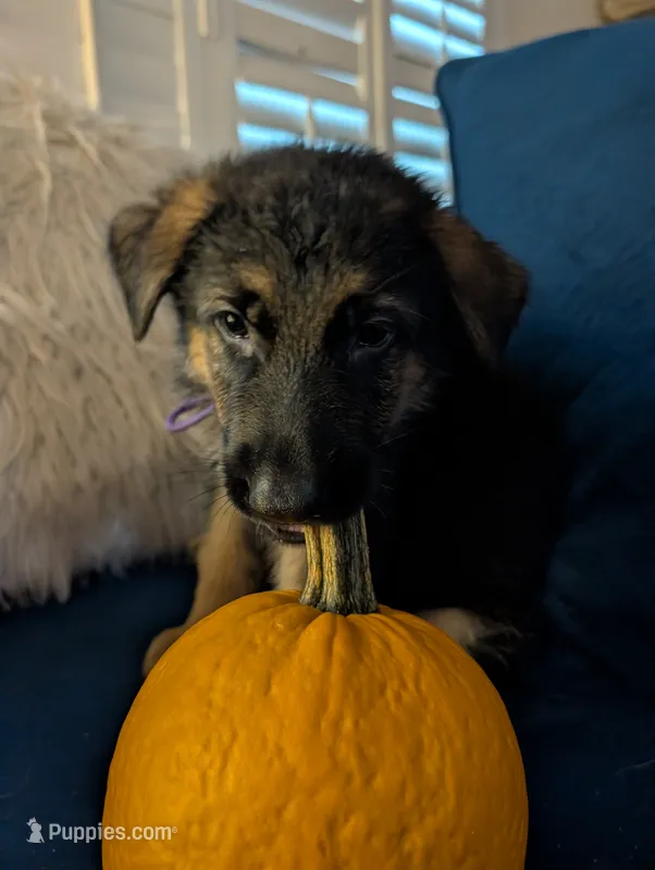 Keiser – German Shepherd Dog puppy on hold in Spring Hill, FL