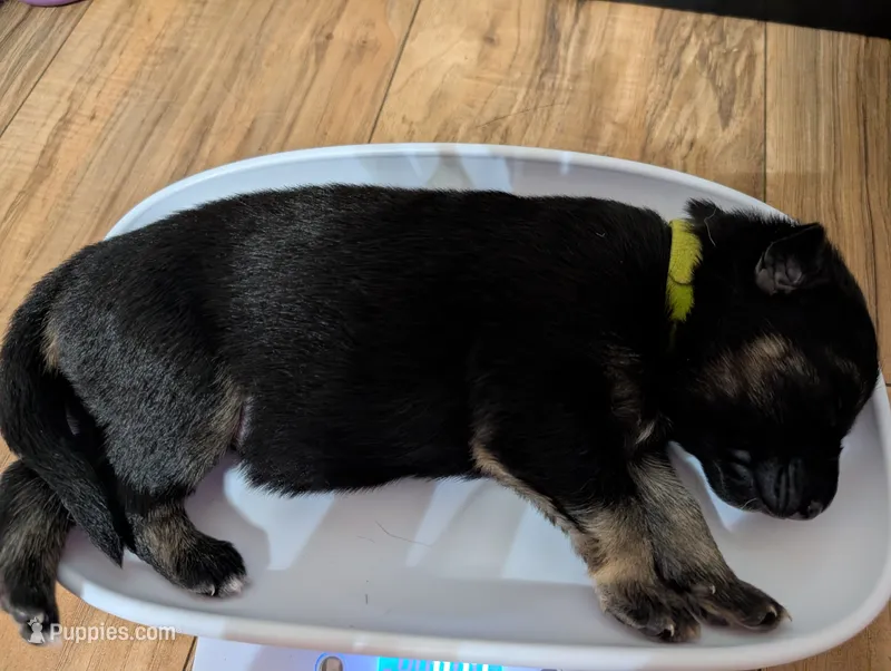 Major – German Shepherd Dog puppy for sale in Spring Hill, FL