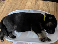 Major, a male German Shepherd Dog for sale in Spring Hill, FL – 1 of 5