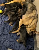 Sasha-Nala, a female German Shepherd Dog for sale in Spring Hill, FL – 8 of 10