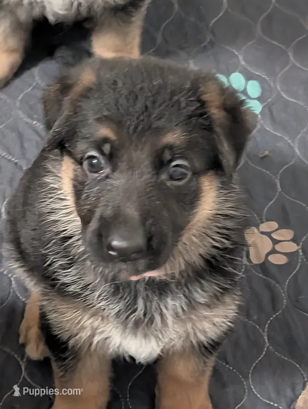 Elsa – German Shepherd Dog puppy for sale in Spring Hill, FL