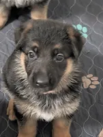 Elsa, a female German Shepherd Dog for sale in Spring Hill, FL – 2 of 9