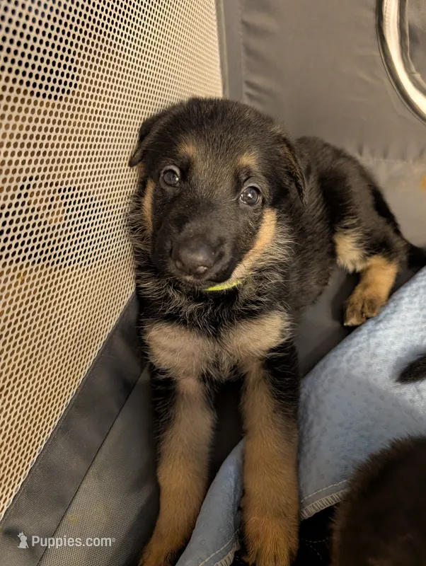 Sasha – German Shepherd Dog puppy for sale in Spring Hill, FL
