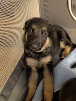 Sasha-Nala, a female German Shepherd Dog for sale in Spring Hill, FL – 2 of 10