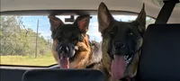 Elsa, a female German Shepherd Dog for sale in Spring Hill, FL – 9 of 9