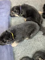 Major, a male German Shepherd Dog for sale in Spring Hill, FL – 5 of 5